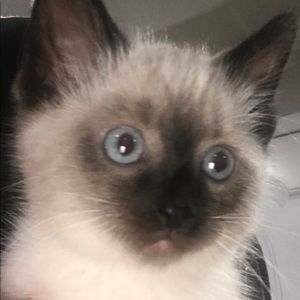 Meet your Posher, Renee